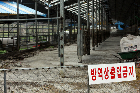 건강한 소 240마리를 살처분한 김길현씨의 축사는 텅 비었다. 