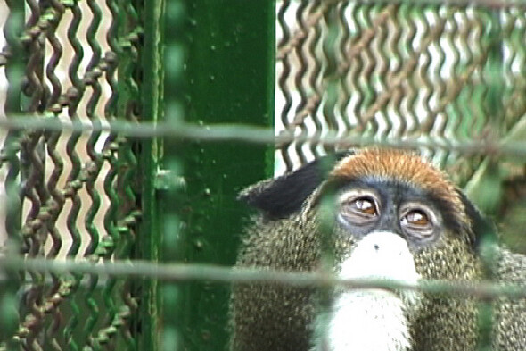 국내의 한 동물원에서 철창 너머를 바라보는 원숭이. 동물원에 갇힌 야생동물의 삶에 관한 다큐멘터리 영화 <작별>의 한 장면이다.황윤 제공