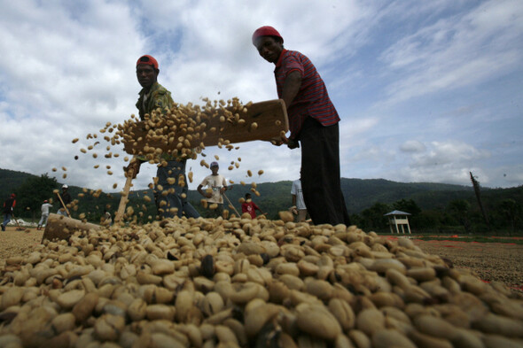 동티모르의 커피농장 노동자들이 커피를 말리고 있다. 커피 한 잔 가격 중 이들의 몫은 1% 정도밖에 되지 않는다.한겨레 자료