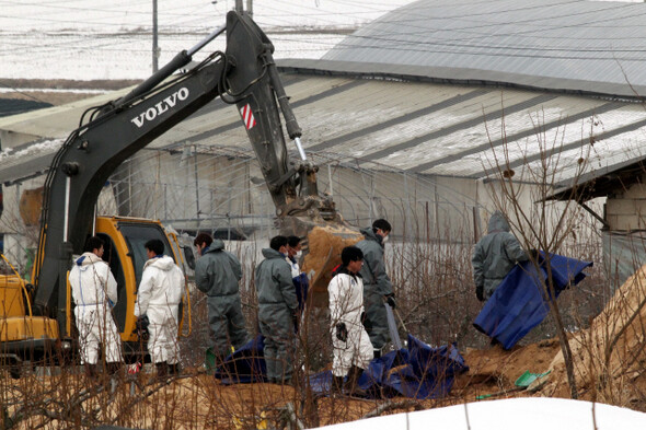 2011년 2월11일 오전 경기 이천시 대월면 송라리의 한 구제역 발생 농가에서 돼지 살처분 작업을 위한 땅파기 작업이 진행되고 있다. 한겨레 김태형