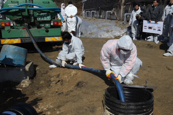 지난 2월21일 경기 남양주시의 돼지 구제역 매몰지에서 경기도 공무원들이 돼지 사체로부터 나온 침출수를 수거하고 있다.한겨레 김태형