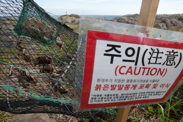 강정 해변에서만 서식하는 멸종위기종인 붉은발말똥게를 다른 지역으로 이주시키려고 해군이 설치한 통발 속에 게들이 말라 죽어가고 있다.