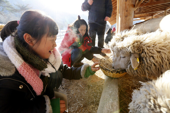 양을 키우는 목장에서 학생들이 먹이를 주며 즐거워하고 있다.