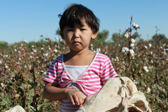우즈베키스탄 아이들은 목화 수확철인 9~11월에 학교를 가지 않고 정부가 통제하는 목화 농장에서 강제노동을 한다. 목화밭에 서 있는 한 우즈베크 아이의 모습. 우즈베키스탄 인권포럼 제공
