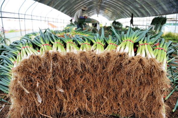 한 농업 이주노동자가 수확한 대파의 흙을 털고 겉껍질을 벗겨 ‘단 작업’을 하고 있다. 김정용 제공