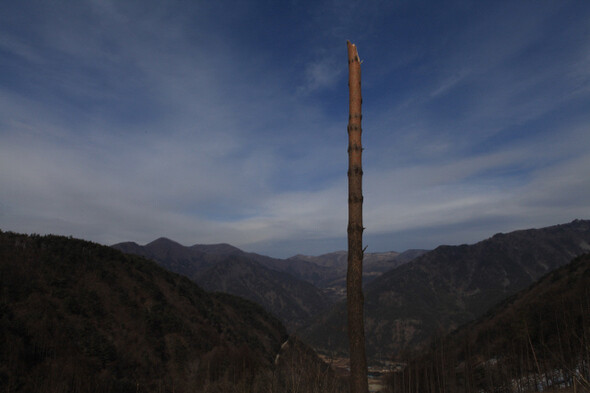  after it was cut down at Mt. Gariwang in Gangwon Province to make way for the 2018 Pyeongchang Winter Olympics ski facilities. The area of virgin forest was cleared for an Olympic event that will last only three days. 


