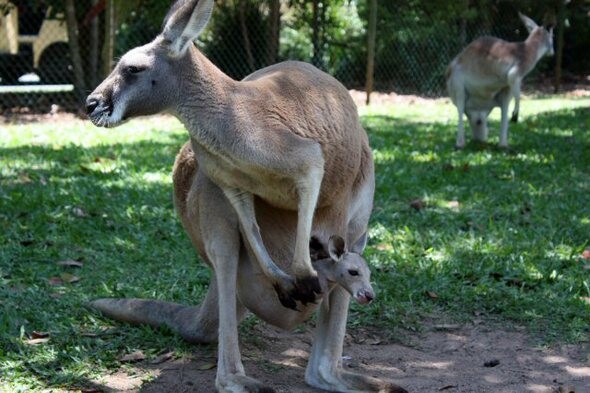 The term “kangaroo tribe” is based on a kangaroo mother’s care for her child in her pouch.