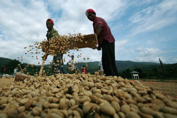 공정무역 커피를 사용한 것도 스타벅스의 친환경 이미지에 많은 보탬이 됐다. 동티모르의 커피농장 노동자들이 커피를 말리고 있다. REUTERS/ BEAWIHARTA