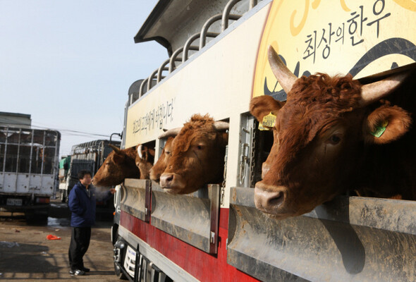 죽음 앞의 커다란 눈망울. 한겨레 윤운식 기자