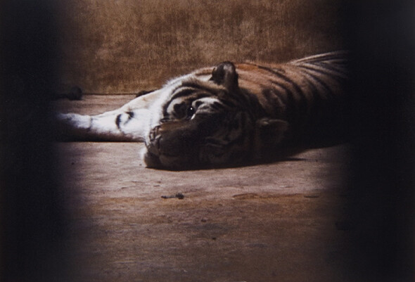 국내의 한 동물원에서 어두운 내실에 힘없이 누워 있는 호랑이 ‘홍아’. 동물원에 갇힌 야생동물의 삶에 관한 다큐멘터리 영화 <작별>의 한 장면이다.황윤 제공