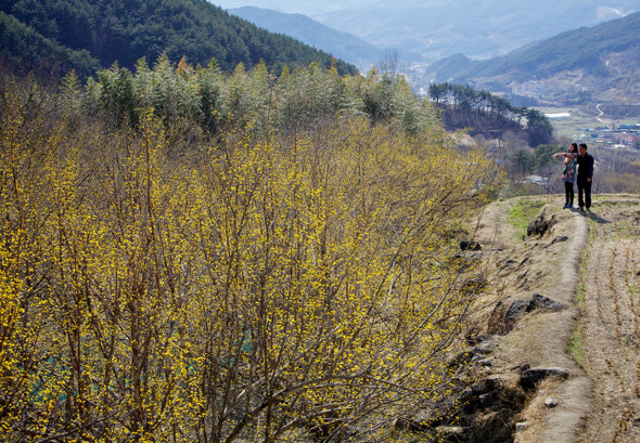 추운 날씨로 축제 기간을 지나서야 꽃을 피운 노란 산수유가 관광객의 시선을 끌고 있다. 전남 구례군 산동면 위안리 상위마을.