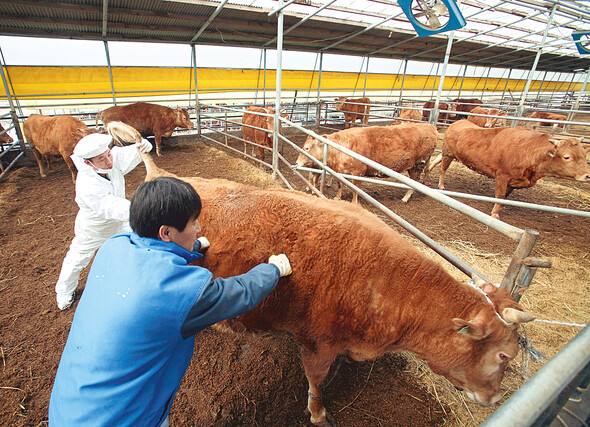 소는 자라는 환경에 크게 영향받는 ‘민감한’ 동물이다. 이종근 기자