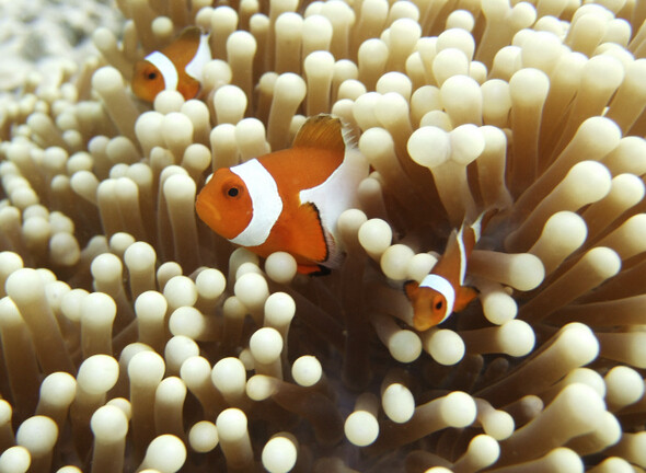 A family of Clown fish hides among the anemone on the shallow sandbanks of the Ligitan Reefs, off the Malaysian island of Sipadan in Celebes Sea, east of Borneo, March 12, 2007.    REUTERS/David Loh   (MALAYSIA) - RTR1O4YQ