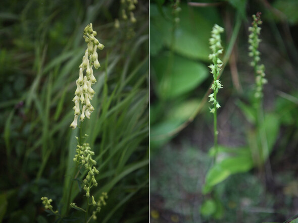 길에서 마주친 귀한 식물들. 넓은잎노랑투구꽃, 나도씨눈난(왼쪽부터). 한겨레21 박승화