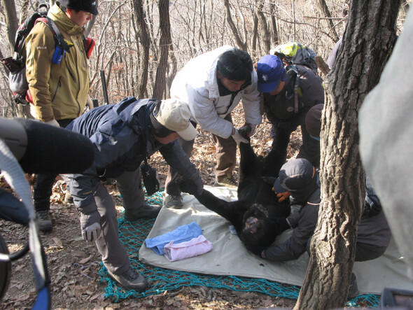 12월15일 오전 서울대공원 직원들이 청계산 국사봉 주변에서 붙잡은 꼬마를 포획틀에서 꺼내고 있다.한겨레21 최성진