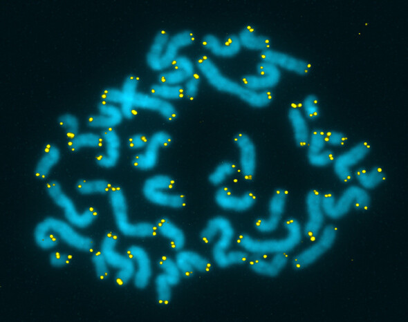 세포분열을 할 때마다 길이가 짧아지는 텔로미어는 노화와 관련이 있다.한겨레 자료