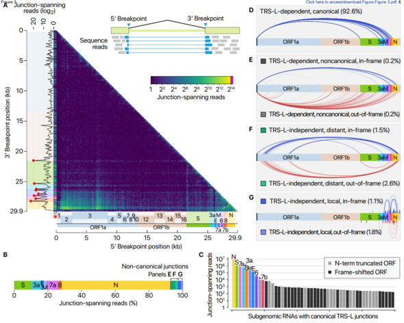 Viral subgenomic RNAs and their recombination sites