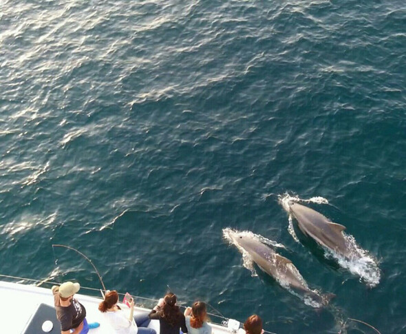 Fortunate tourists get to see released Indo-Pacific Bottlenose Dolphins Jedol and Chunsam. (provided by Gimnyeong Yacht Tours)