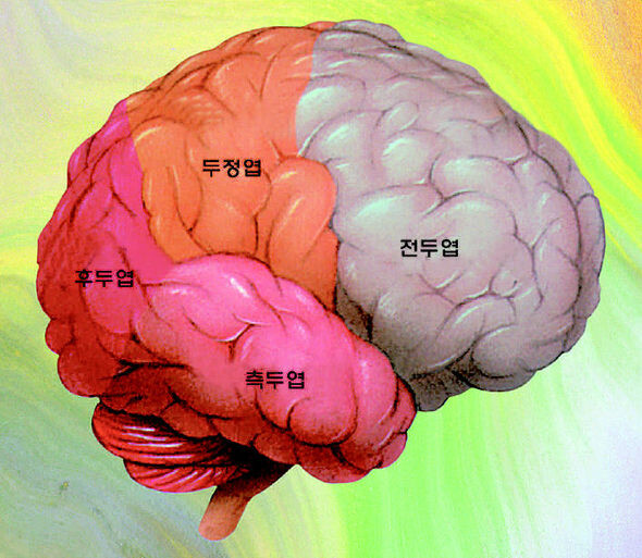 프로게이머의 뇌 구조 살펴보니