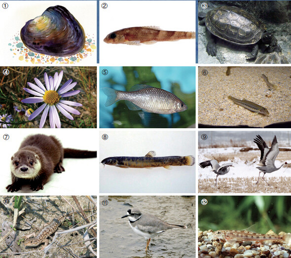 ①귀이빨대칭이, ②꾸구리, ③남생이, ④단양쑥부쟁이, ⑤묵납자루, ⑥미호종개, ⑦수달, ⑧얼룩새코미꾸리, ⑨재두루미, ⑩표범장지뱀, ⑪흰목물떼새, ⑫흰수마자. 환경운동연합 제공