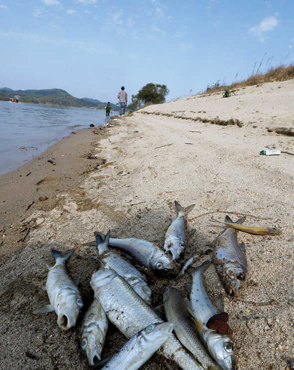 충남 부여의 금강 백제보 근처에서 폐사한 물고기들. 2012년 10월. 한겨레 김경호 기자