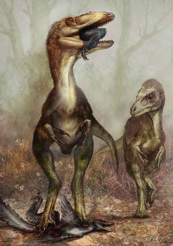 고양이 크기의 깃털 공룡 시노르니토사우루스를 잡아먹는 육식 공룡 시노칼리옵테릭스 기가스의 상상도. 그림=치웅 충탓