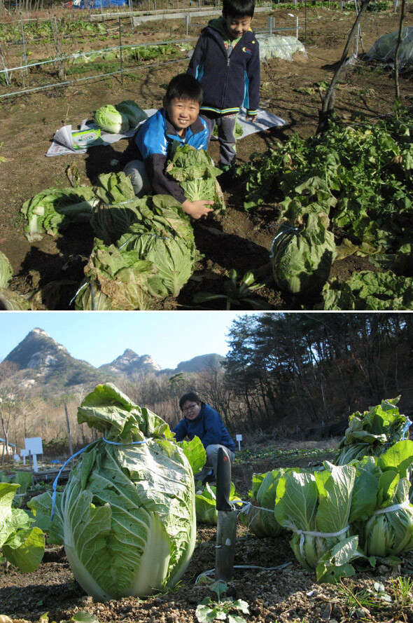 한겨레 기자들을 도시농업의 세계로 인도한 박종찬 기자의 두 아들 선우(위 사진 왼쪽)와 정우. 박 기자는 올해 수확한 40포기의 배추로 김장을 담그는 데 성공했다. 이세영 기자가 자신의 밭에서 수확한 배추(아래 사진 왼쪽)와 이제훈 편집장의 배추(오른쪽)을 견줘보며 뿌듯한 표정을 짓고 있다. 복합비료 한 줌의 위력은 컸다. 한겨레 TV 박종찬