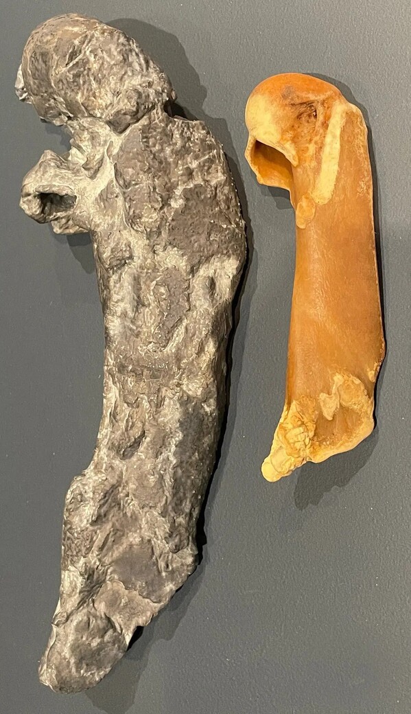 거대 펭귄 쿠미마누의 위팔뼈 화석의 본(왼쪽)을 현생 최대 펭귄인 황제펭귄의 것과 비교한 모습. 다니엘 크세프카 제공.
