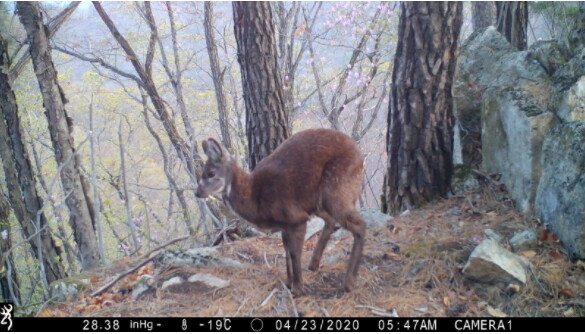 The musk deer, of which only 30 domestic animals are known to remain, was recently captured by an unmanned sensor camera installed in the southern part of the Civil Control Line.  Provided by Green Alliance