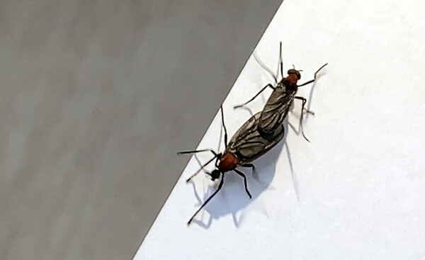[단독] 사랑벌레 정체 확인…기록된 적 없는 자생종 털파리