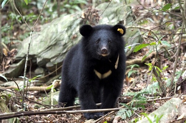 The Formosan black bear is a protected species found in Taiwan. (courtesy Greenpeace)