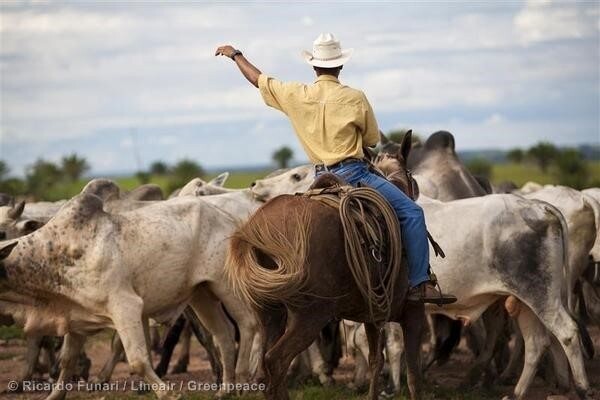 브라질의 한 농부가 소들을 도축장으로 보내기 위해 준비하고 있다. 국제환경단체 그린피스에 따르면 브라질 삼림 파괴의 대부분은 소를 키우는 목장을 만들기 위한 것이다. 그린피스 제공