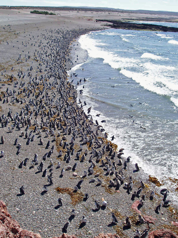 아르헨티나 푼타 톰보 해안. 이 나라에서 가장 큰 마젤란펭귄 서식지로 100만 마리가 산다. 위키미디어 코먼스 제공.