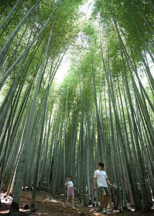 Visitors walk through the bamboo grove at Ahopsan Forest in Busan’s Gijang County on July 21. (Park Mee-hyang/The Hankyoreh)
