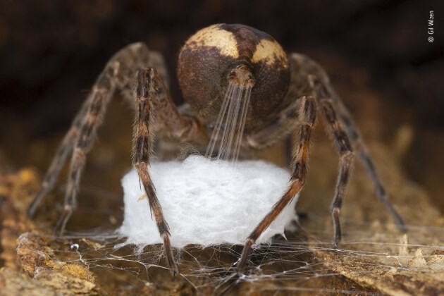 행동:무척추동물 부문 수상작 ‘요람 돌리기’. 알 주머니를 엮기 위해 실크를 늘어뜨리고 있는 거미의 모습. 길 위젠, 2021 올해의 야생동물 사진가 공모전 제공