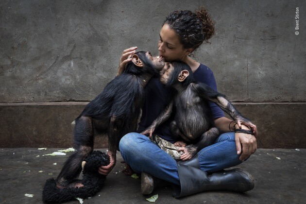 ‘치유의 손길’ 밀렵으로 고아가 된 침팬지를 돌보는 재활센터에서 사육사가 자신이 돌보던 침팬지에게 새로운 침팬지를 소개하는 장면. 브렌트 스터튼, 2021 올해의 야생동물 사진가 공모전 제공