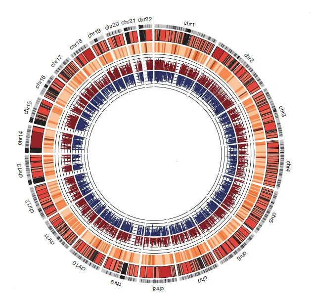 A map of a Korean genome produced by the Genomic Medicine Institute at Seoul National University (directed by Seo Jeong-sun) and biotechnology company Macrogen announced on Oct. 5. (provided by Nature)