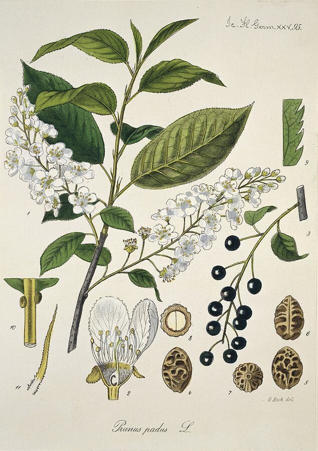 19세기에 활동한 독일의 식물학자 하인리히 루트비히 라이헨바흐가 그린 귀룽나무 세밀화. 허태임 제공