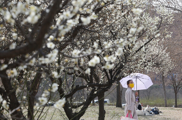 따뜻한 봄 날씨를 보인 지난 22일 오후 서울 여의도 한강공원에 매화가 피어 있다. 연합뉴스