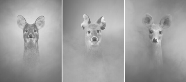 어른 고라니의 초상. 어른 고라니들은 충남 서천 국립생태원의 사슴생태원에서 보호 중인 고라니들의 모습을 촬영했다.<BR> 문선희 작가, 가망서사 제공