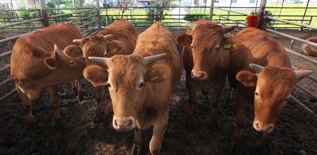 발효 사료를 소에게 먹이는 축산농가. 정작 소들의 등급은 3등급이다.