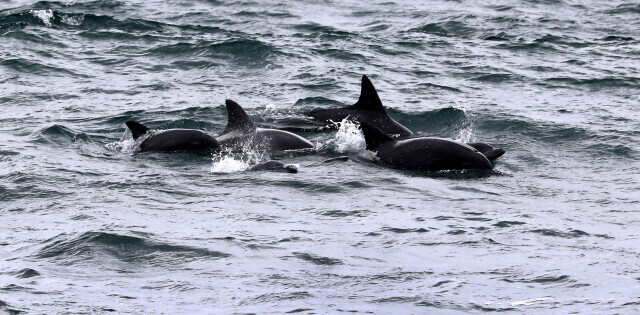 Indo-Pacific bottlenose dolphins swim in the waters off the coast of Seogwuipo, Jeju, (Ryu Woo-jong/The Hankyoreh)