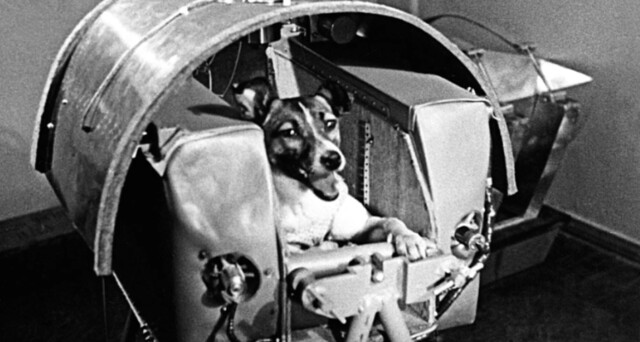 Em 1957, Laika, a primeira cadela no espaço, subiu em um satélite soviético e sobrevoou a Terra.  No entanto, Laika não está mais viva.  captura de internet