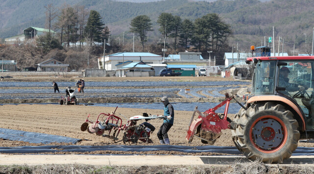 A discussion is underway about what role rural basic income could play in activating local circular economies. In the photo, farmers are planting seed potatoes in a field in the countryside. (Yonhap News)
