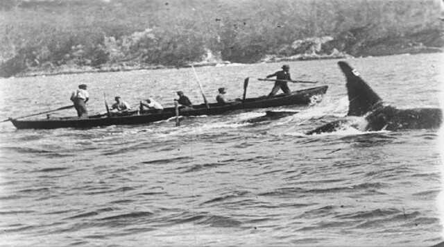 범고래와 함께 고래를 추적하는 오스트레일리아 동부 에덴 앞바다의 포경선원들. 보트 앞에 작살을 든 선원이 있고, 옆에 범고래가 따르고 있다. 1910년 찰스 웰링스가 찍은 다큐멘터리 영상이다.  위키미디어 코먼스/ 찰스 웰링스