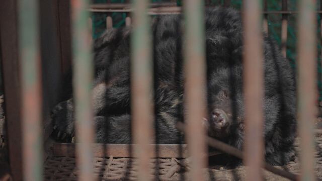 경기도 용인 사육곰 농가 철창 안에 있는 곰. 김민우 감독 제공