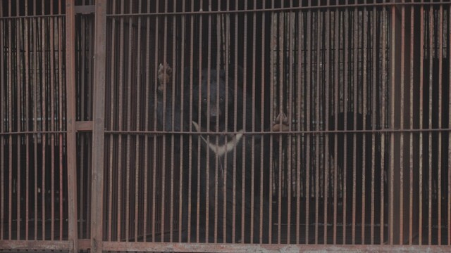 강원도 동해 사육곰 농가 철장 안에 있는 곰. 김민우 감독 제공