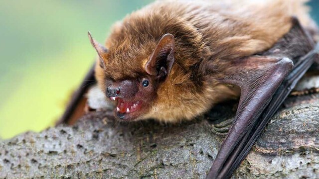 유럽과 아시아 전역에 서식하는 문둥이박쥐의 독특한 짝짓기가 처음 밝혀졌다. 우드랜드트러스트 누리집 갈무리