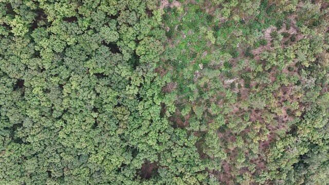 2024년 9월 경북 문경 주흘산 케이블카 상부정류장이 들어설 공간에 나무들이 베어진 모습. 벌목이 진행된 숲이 빽빽한 숲과 대조를 이룬다. 녹색연합 제공