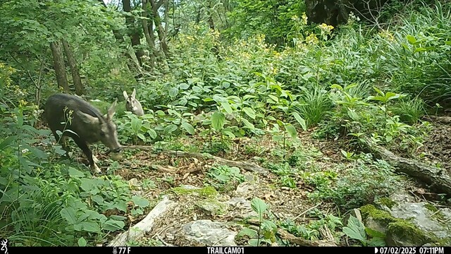 2025년 7월2일 주흘산 케이블카 상부정류장 예정지 인근에서 찍힌 어미 산양과 아기 산양. 이 두 산양은 2025년 6~8월 카메라 설치 기간 동안 카메라에 여러 차례 포착됐다. 녹색연합 제공
